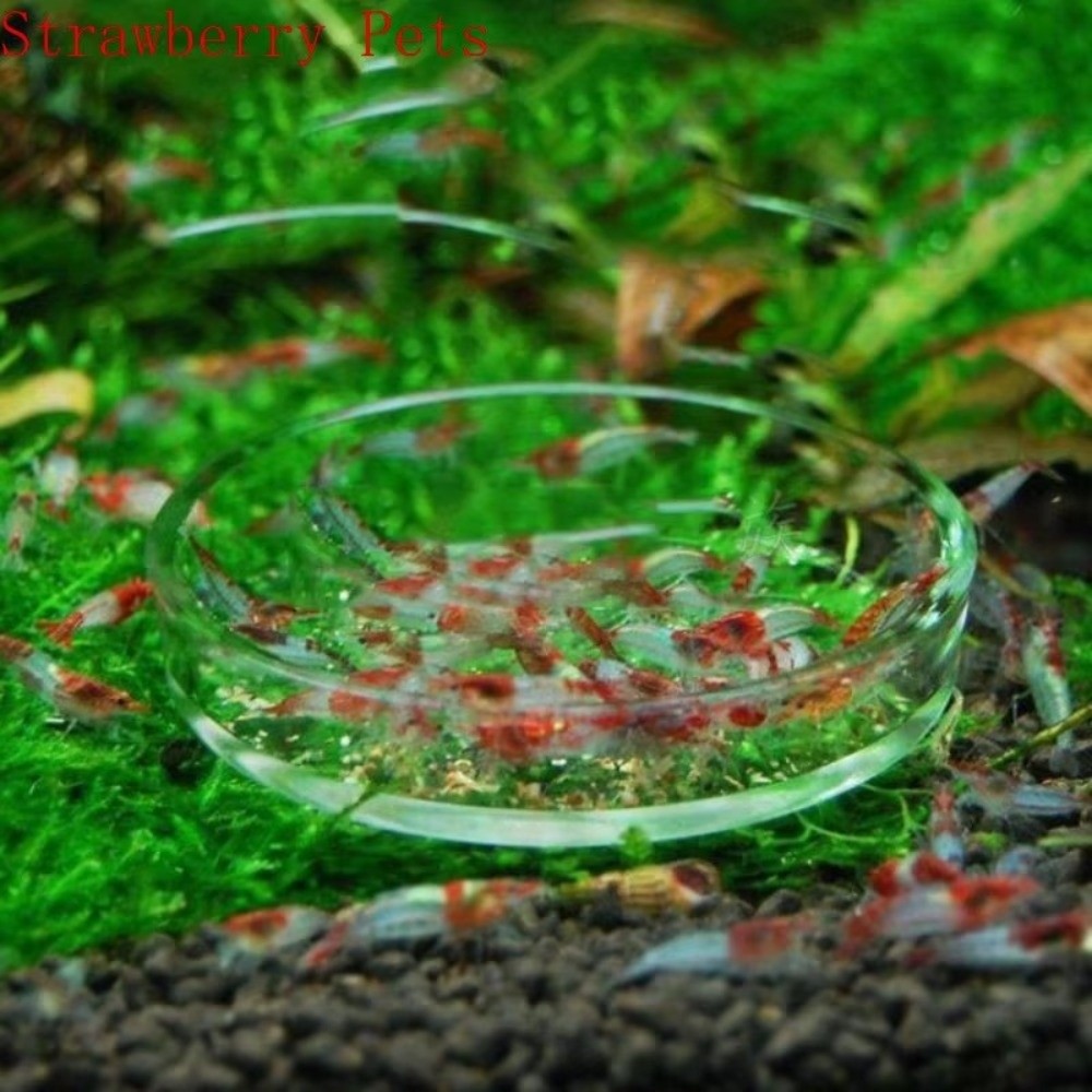 Glass Aquarium Feeding Bowl Du - đánh giá và giá Baby Food Shrimp